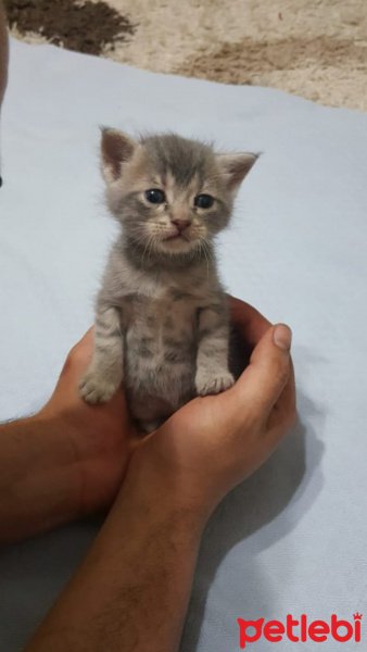 Tekir Kedi, Kedi  Çingene fotoğrafı