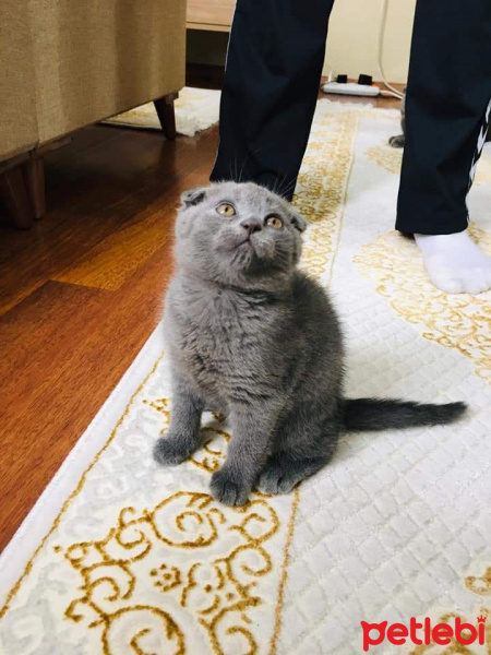 Scottish Fold, Kedi  scotish fotoğrafı