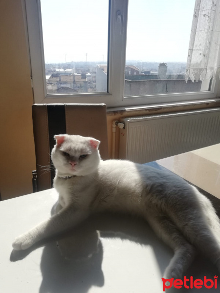 Scottish Fold, Kedi  Ares fotoğrafı