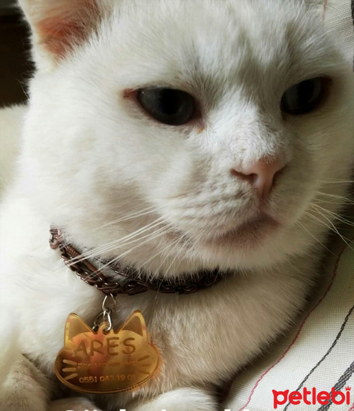 Scottish Fold, Kedi  Ares fotoğrafı