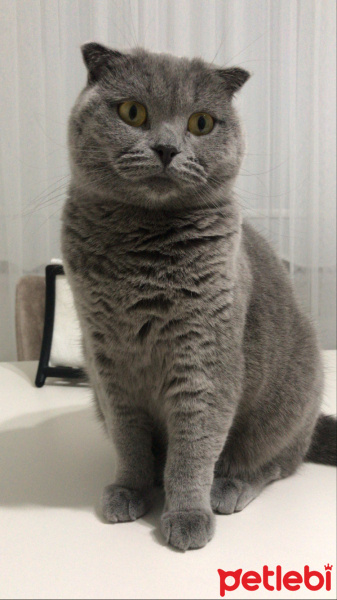 Scottish Fold, Kedi  Mırmır Su fotoğrafı