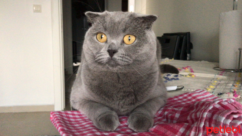Scottish Fold, Kedi  Mırmır Su fotoğrafı