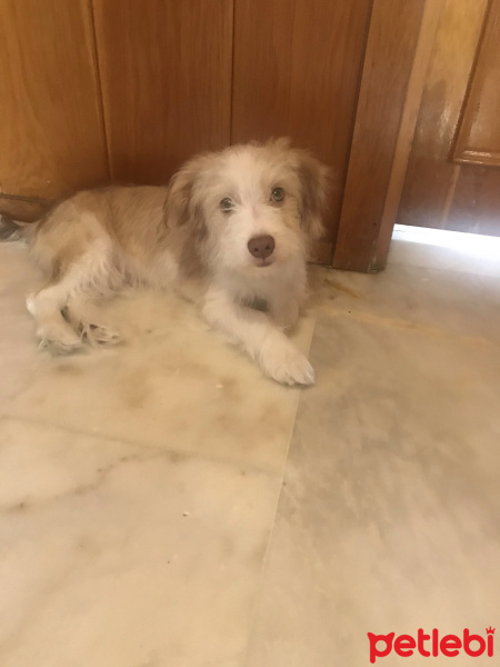 Maltese, Köpek  Luna fotoğrafı