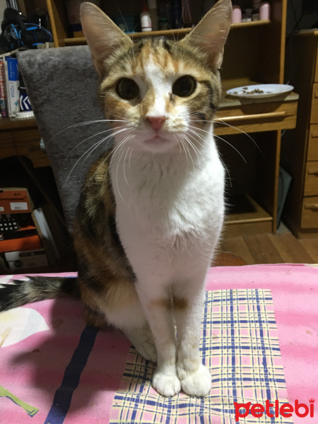 Tekir Kedi, Kedi  Alaca - KALICI YUVA ARANIYOR fotoğrafı