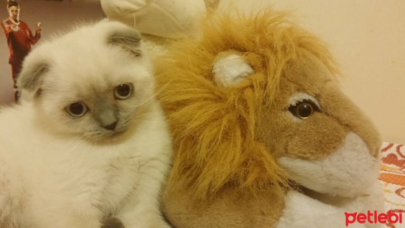 Scottish Fold, Kedi  Floki fotoğrafı