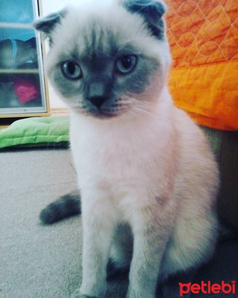 Scottish Fold, Kedi  Floki fotoğrafı