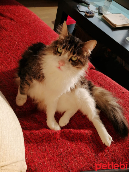 Tekir Kedi, Kedi  Topik fotoğrafı