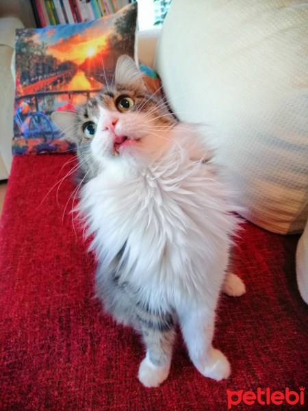 Tekir Kedi, Kedi  Topik fotoğrafı