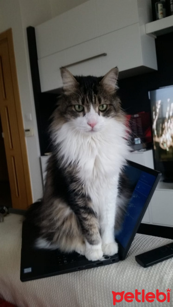 Tekir Kedi, Kedi  Topik fotoğrafı