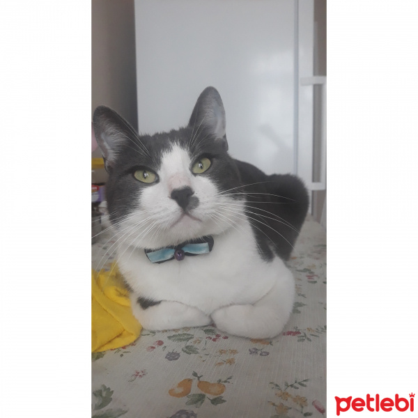 Tekir Kedi, Kedi  GOSTİL fotoğrafı