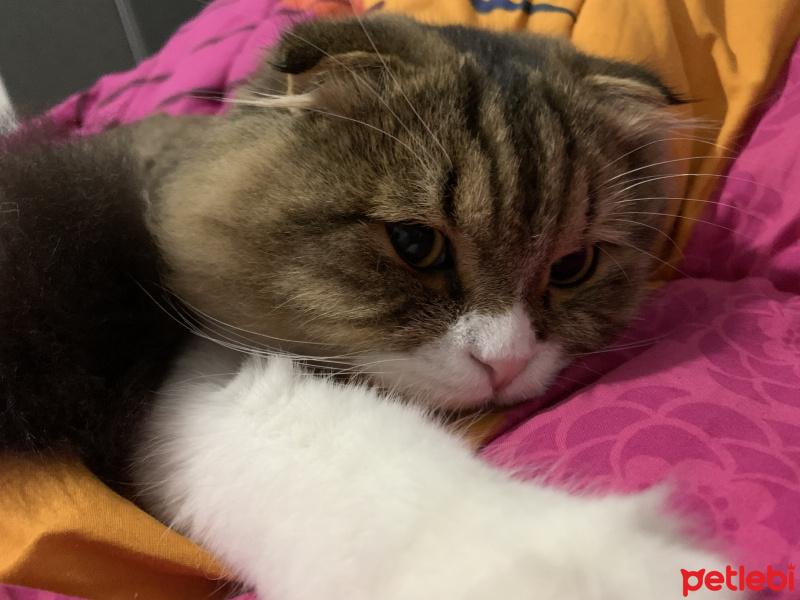 Scottish Fold, Kedi  misty fotoğrafı