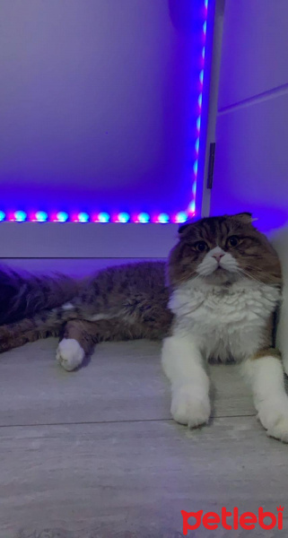 Scottish Fold, Kedi  misty fotoğrafı