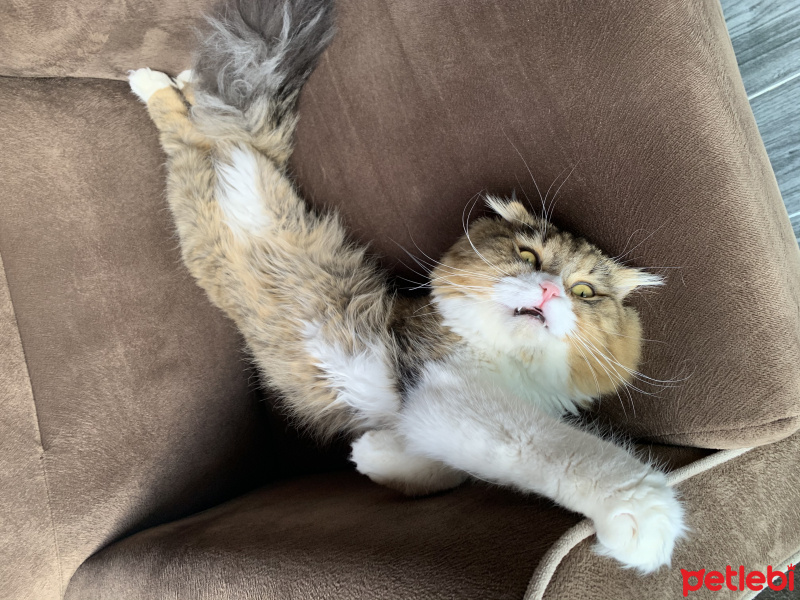Scottish Fold, Kedi  misty fotoğrafı