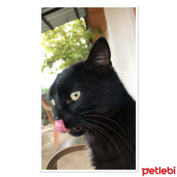 Tekir Kedi, Kedi  Gece fotoğrafı