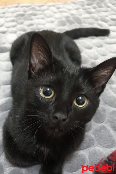 Tekir Kedi, Kedi  Gece fotoğrafı