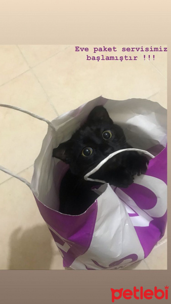 Tekir Kedi, Kedi  Gece fotoğrafı
