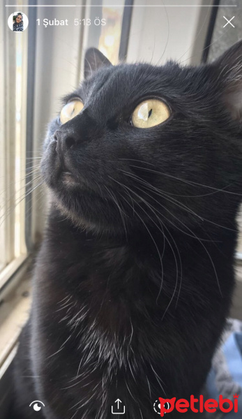 Tekir Kedi, Kedi  Gece fotoğrafı