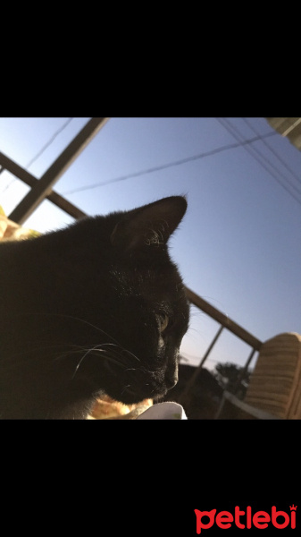 Tekir Kedi, Kedi  Gece fotoğrafı