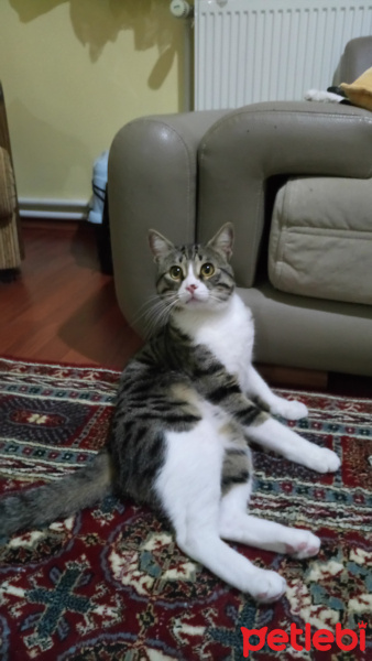 Tekir Kedi, Kedi  Mia fotoğrafı