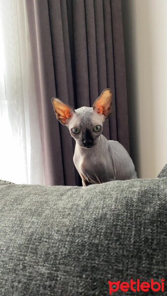 Sphynx, Kedi  Minik fotoğrafı