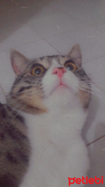 Tekir Kedi, Kedi  Mia fotoğrafı