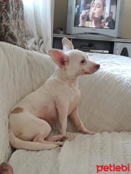Chihuahua, Köpek  maya fotoğrafı