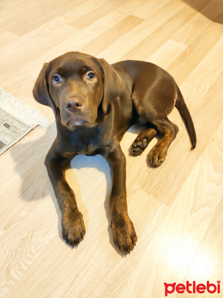 Labrador Retriever, Köpek  Becks fotoğrafı