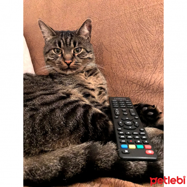 Tekir Kedi, Kedi  Duman fotoğrafı