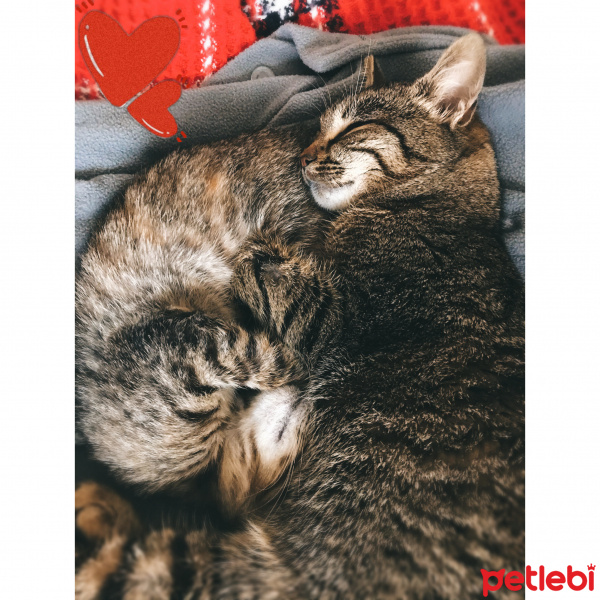 Tekir Kedi, Kedi  Duman fotoğrafı