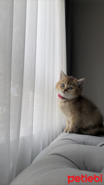 British Shorthair, Kedi  Küpe fotoğrafı