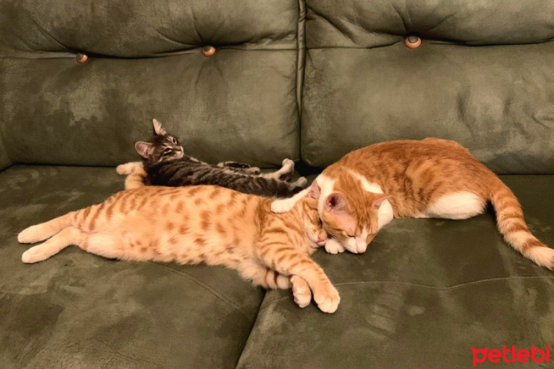 Tekir Kedi, Kedi  Tony ve Tedy kardeşler. fotoğrafı