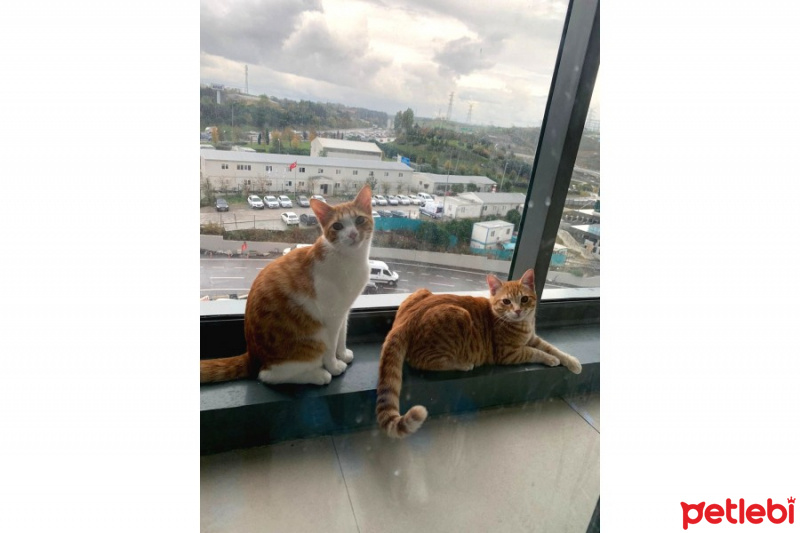 Tekir Kedi, Kedi  Tony ve Tedy kardeşler. fotoğrafı