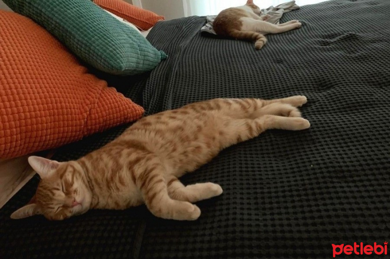 Tekir Kedi, Kedi  Tony ve Tedy kardeşler. fotoğrafı