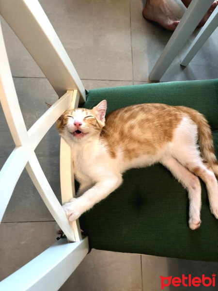 Tekir Kedi, Kedi  Tony ve Tedy kardeşler. fotoğrafı