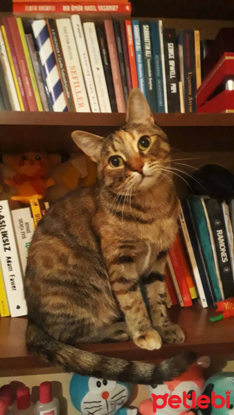 Tekir Kedi, Kedi  Zilli fotoğrafı