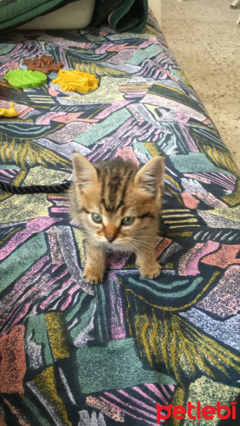 Tekir Kedi, Kedi  Paşa fotoğrafı