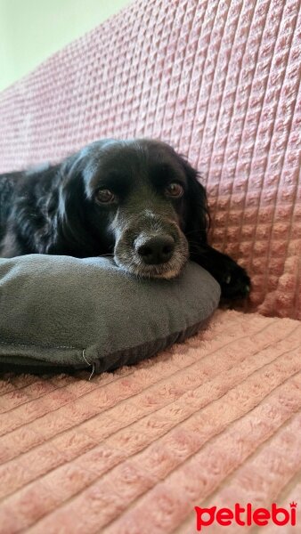 İngiliz Cocker Spaniel, Köpek  Sirius Black fotoğrafı