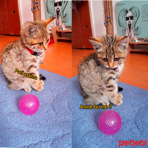 Tekir Kedi, Kedi  Mila fotoğrafı