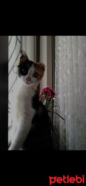 American Wirehair, Kedi  Fındık fotoğrafı