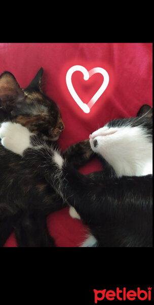 American Wirehair, Kedi  Fındık fotoğrafı