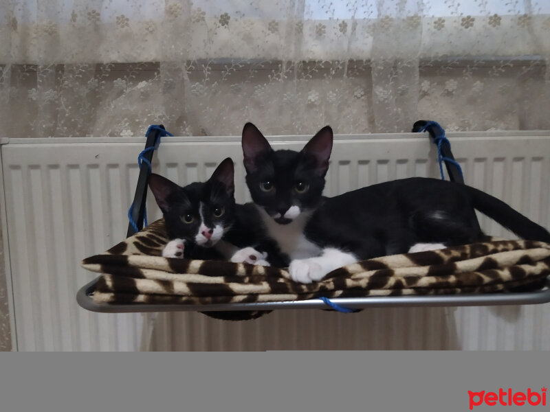 American Wirehair, Kedi  Fındık fotoğrafı