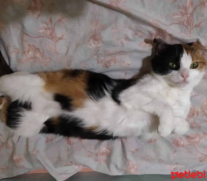 American Wirehair, Kedi  Fındık fotoğrafı