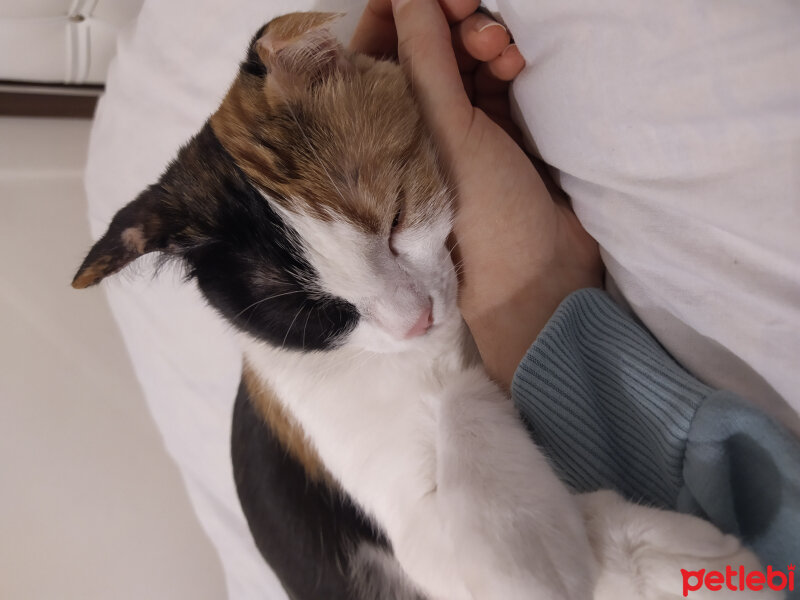 American Wirehair, Kedi  Fındık fotoğrafı