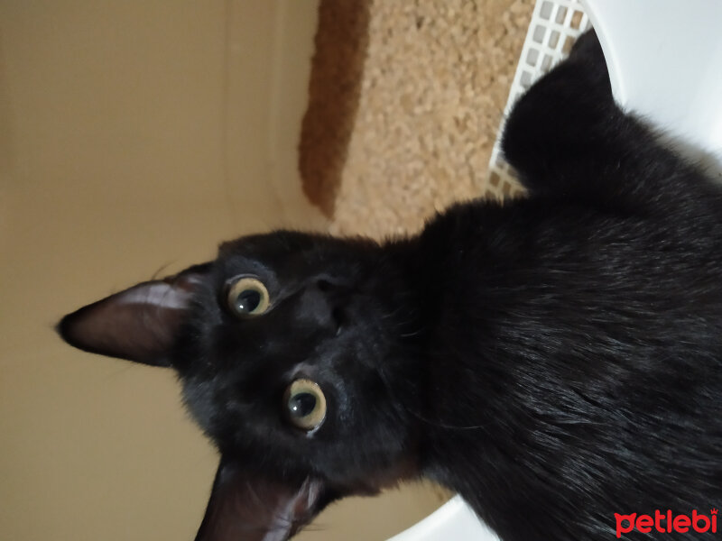 American Wirehair, Kedi  Fındık fotoğrafı