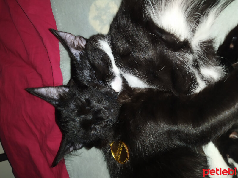 American Wirehair, Kedi  Fındık fotoğrafı