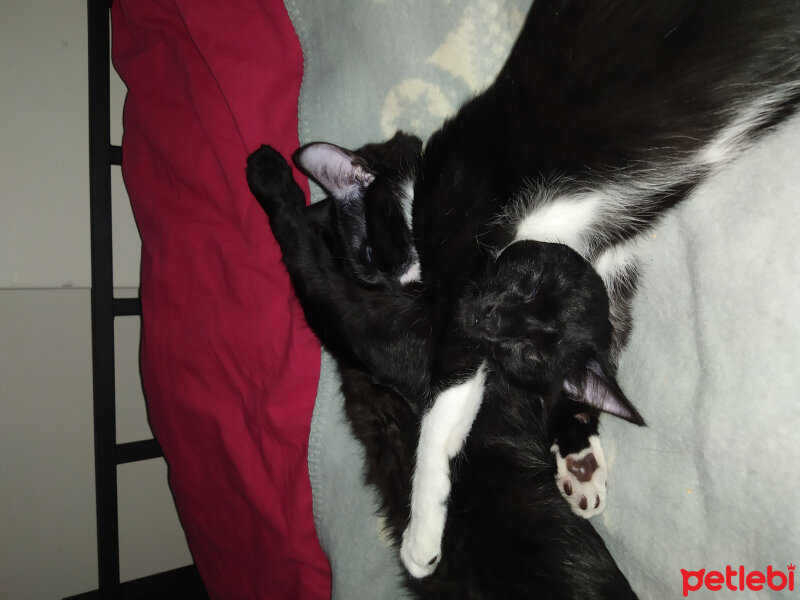 American Wirehair, Kedi  Fındık fotoğrafı