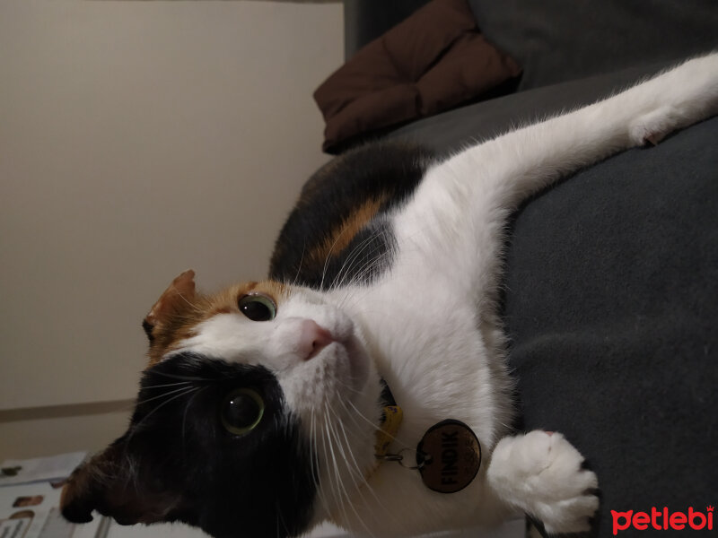 American Wirehair, Kedi  Fındık fotoğrafı