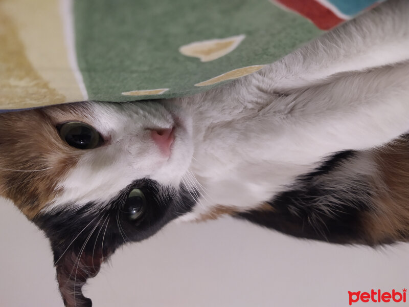 American Wirehair, Kedi  Fındık fotoğrafı