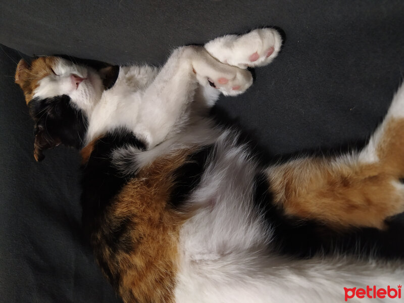 American Wirehair, Kedi  Fındık fotoğrafı