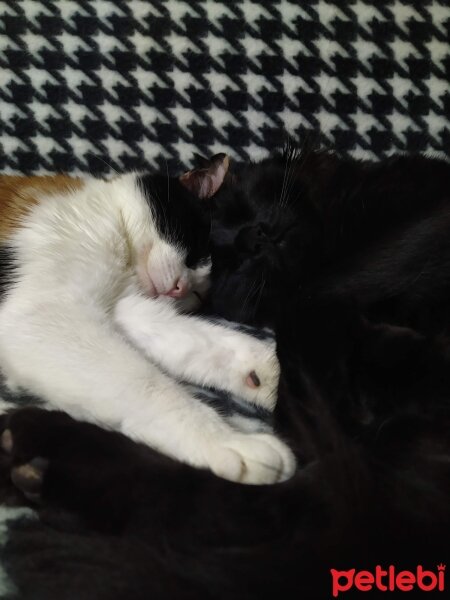 American Wirehair, Kedi  Fındık fotoğrafı